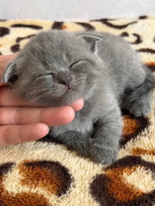 Бронь! Скотиш Фолд девочки чистокровные
