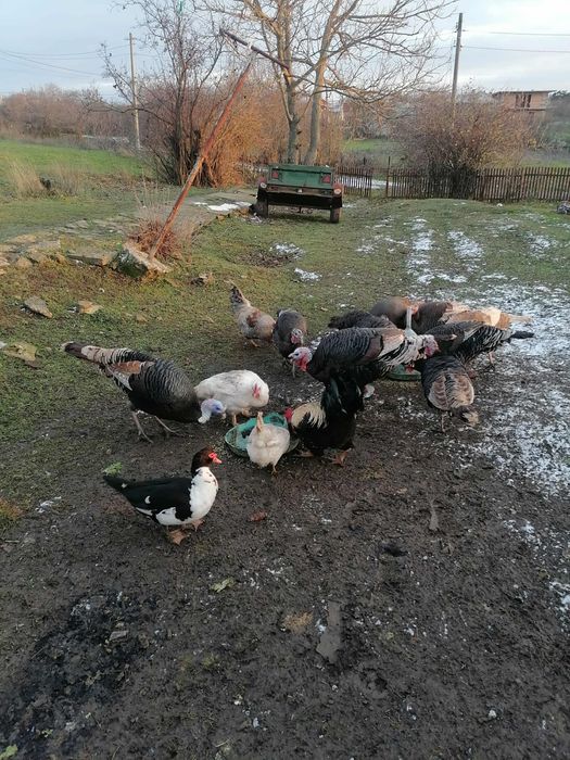 Пуики 40 евро женски 60 мъжки