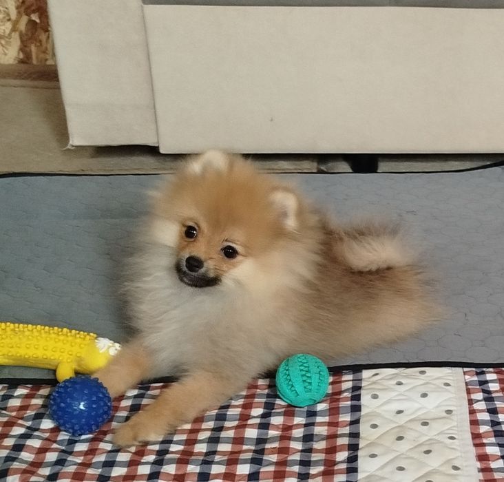 Девочка померанского шпица