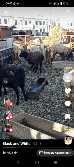 Продам овцематок с ягнятами