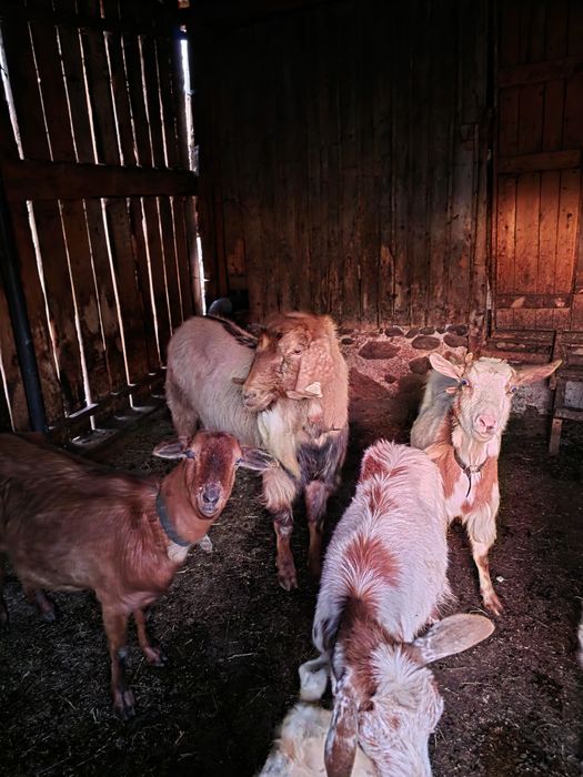 Țap nubian pentru prasila.