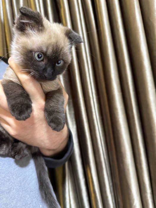 Котенок метис сиамской и скотиш фолд породы