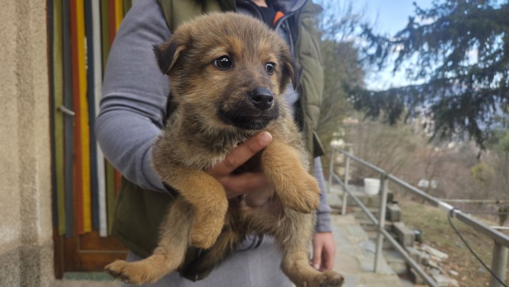 Подарявам Кученца