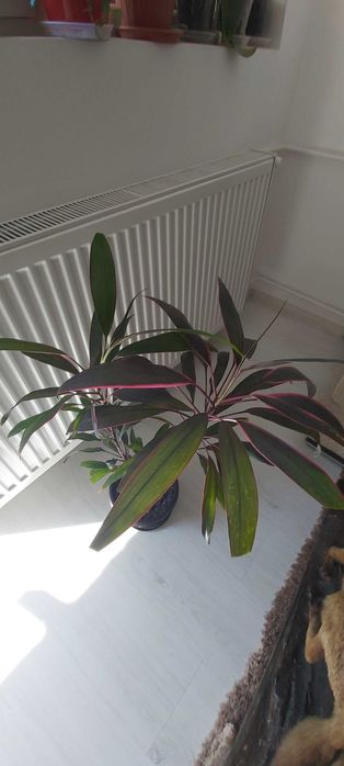 Planta de apartament