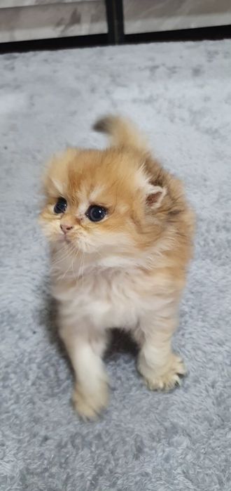 Zalataya shinshila heyland fold sotiladi