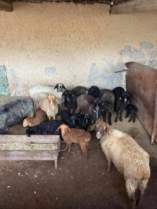 8 қозлы қой сатылады