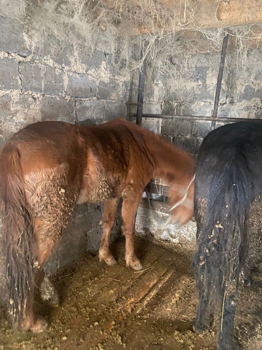 продам кобылку 2,5 года