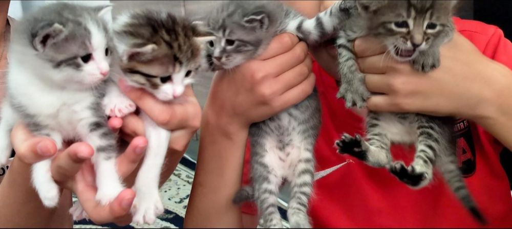 Котёнки все девочки