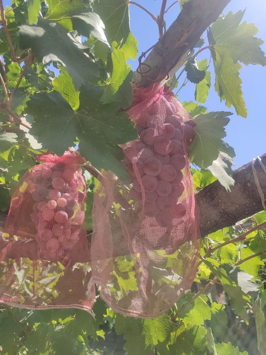 Продаются овощи и фрукты