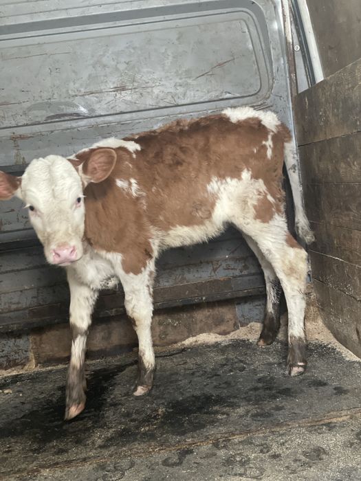 Vitea baltata de vanzare