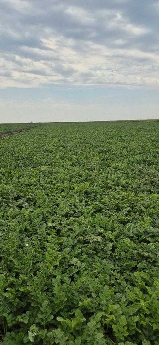 PEPENI engros Mirsini, Arashan