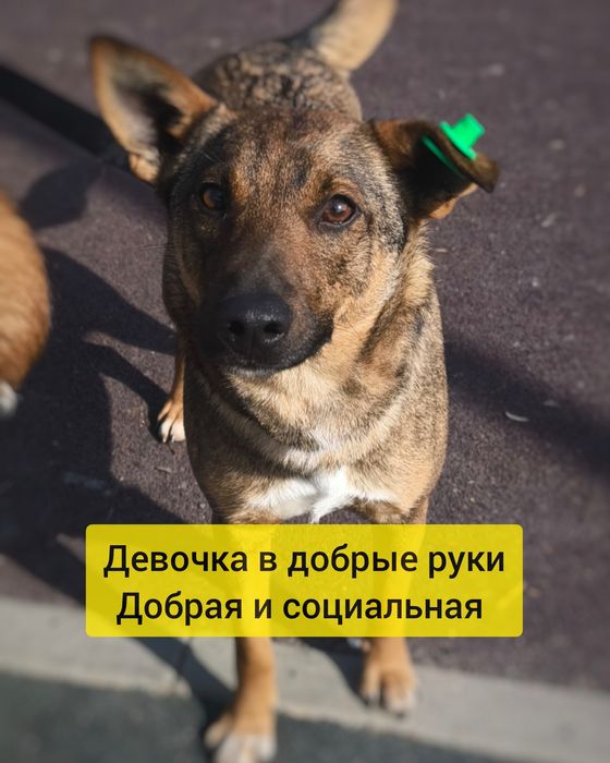 Собака Мася в добрые руки  небольшая