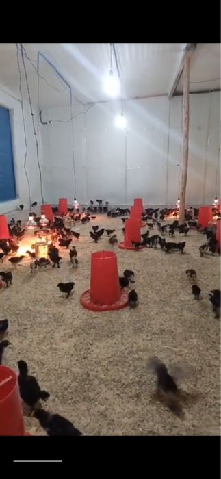 қора товуқ жўжалари сотилади