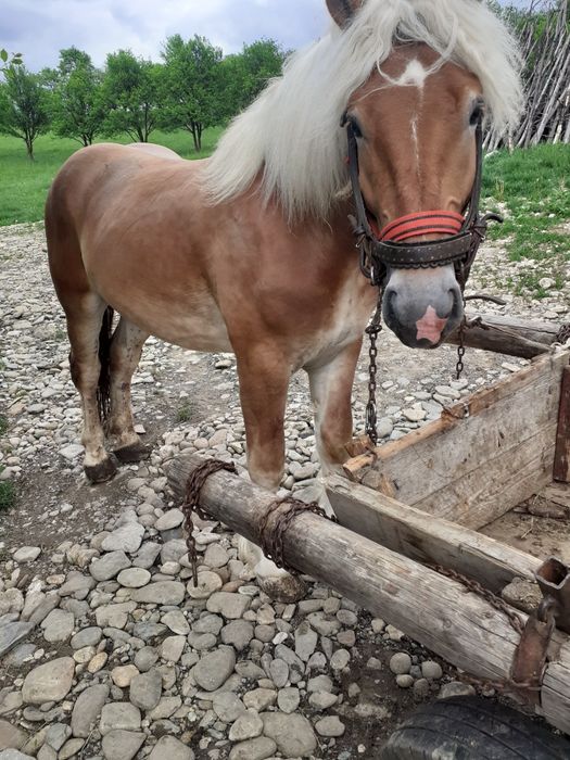 Mânz de vanzare de 3 ani Salva