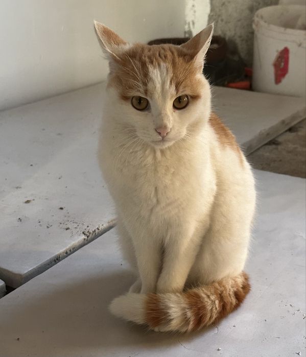 Отдам в добрые руки кошек