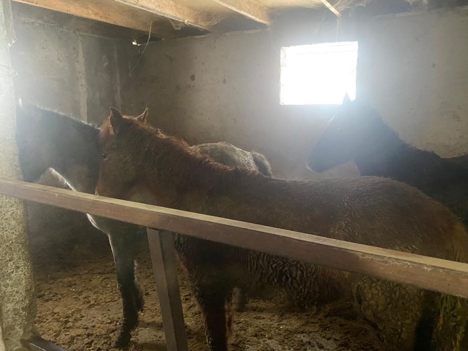 Продаются лошади возросте 1 года