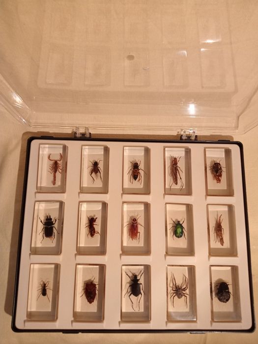 Продам   насекомых в стекле