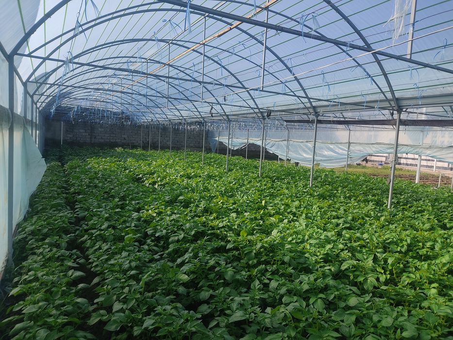 Parnik Issiqxona Teplitsa