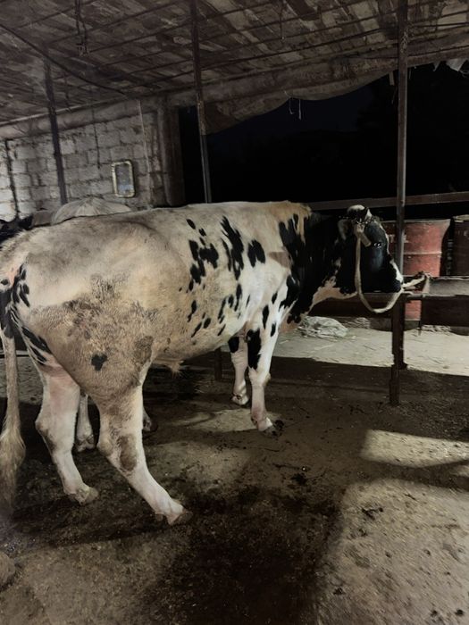 Qurbon xayit ga  ehson qilaman digan okala uchun