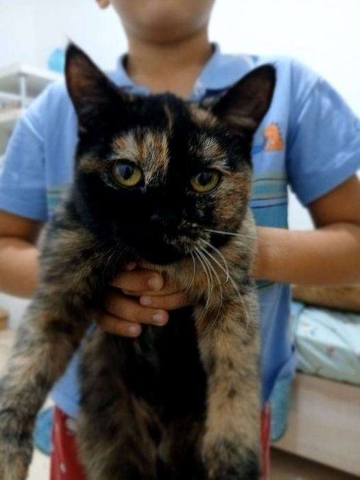 Отдам кошку даром