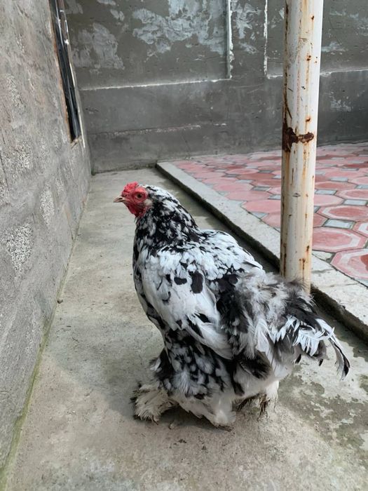 прадам 1 питуха и 3 кур пароды брама
