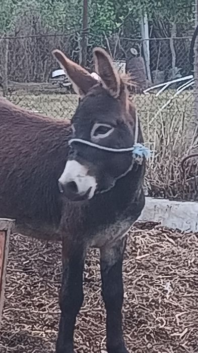 Măgar tânăr de circa trei ani