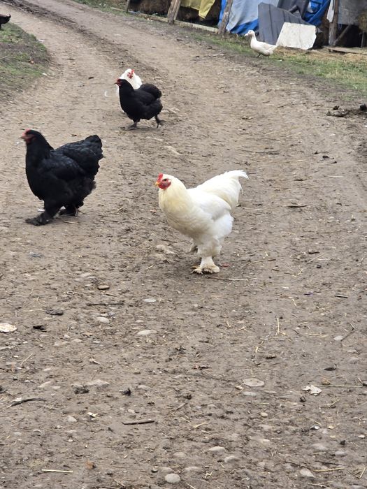 Vând cocoși de rasă foarte frumoși  din primăvară  NEGOCIABIL
