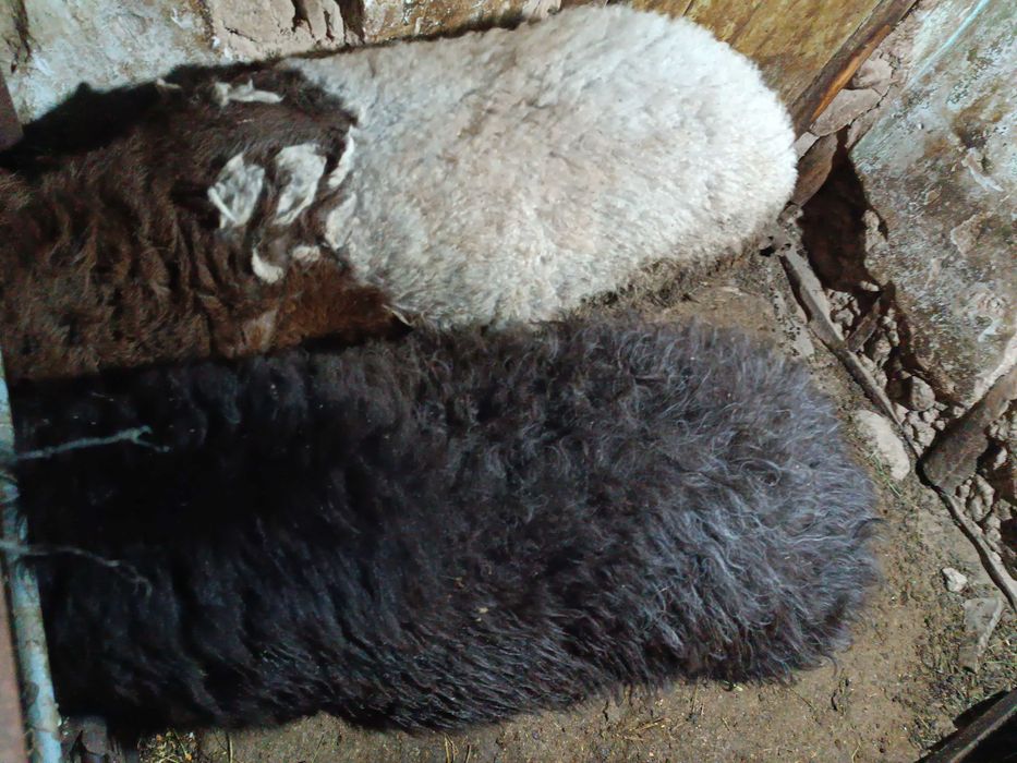 Qoy qoy Turkmen Arashan champion zot xali  bola zot