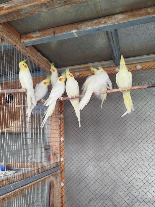 Попугай корелла Papugay korella