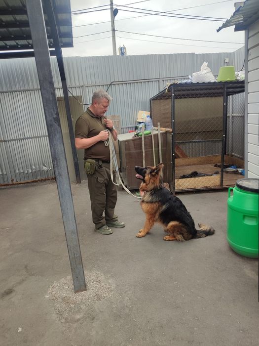 Дрессировка собак