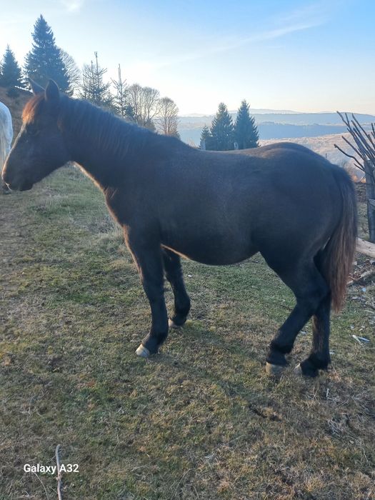 Vand sau  schimb manza de 8 luni din rasa semigreu ff frumoasa