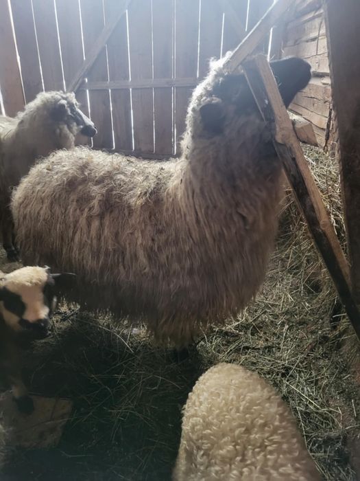 Oi de vanzare din suceava