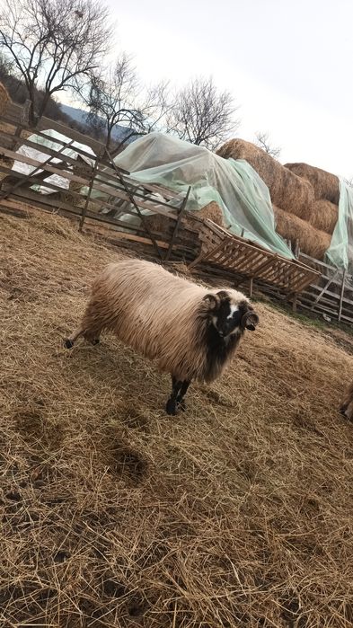 Mior breaz de vânzare