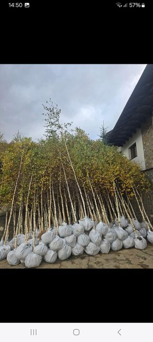 Piatra naturala Mesteacăn