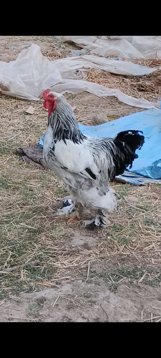 Brama xőrozla sotiladi