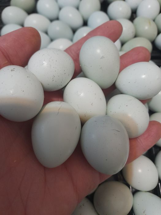 Pui prepelita Celadon au o zi