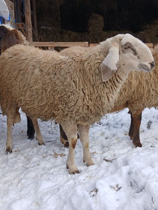 Vand  capre si berbec berga