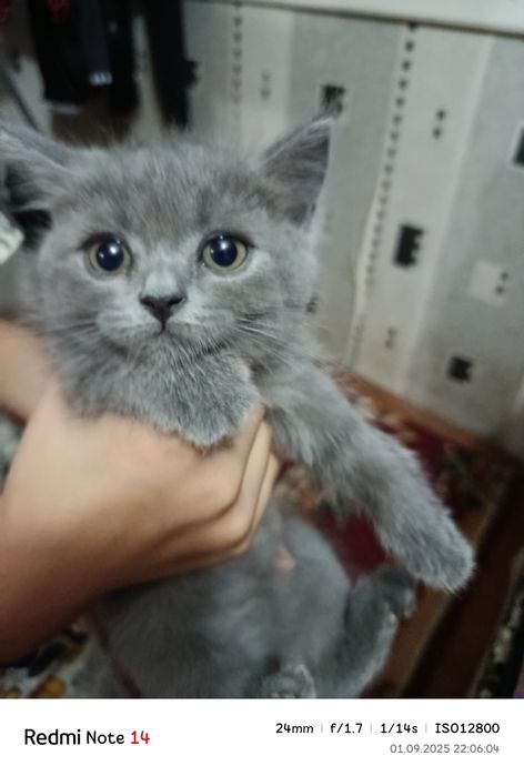 Mushukchalar sotiladi