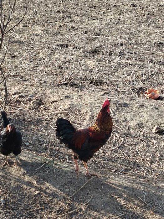 Kurka(Induk) makiyon va tovuq xoʻrozlari sotiladi