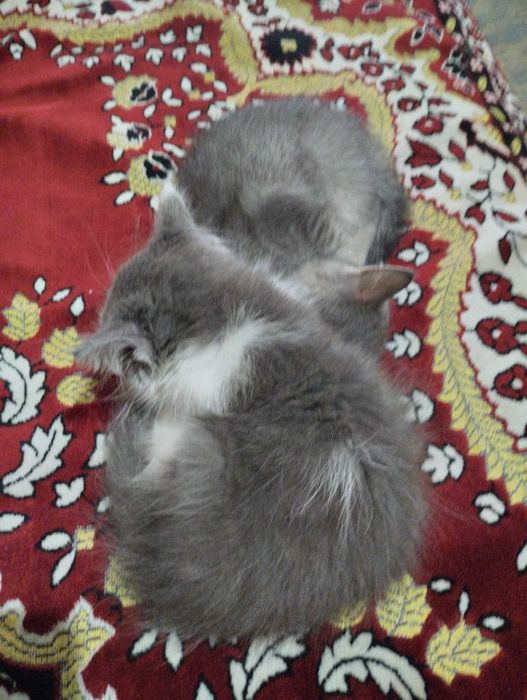 Котята бесплатно
