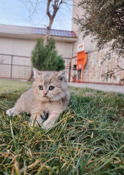 Продаётся котёнок скотиш страйт