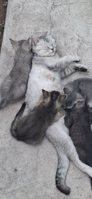 Отдам даром котят