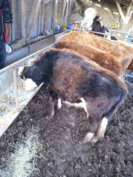 Симентал бука 19 млн