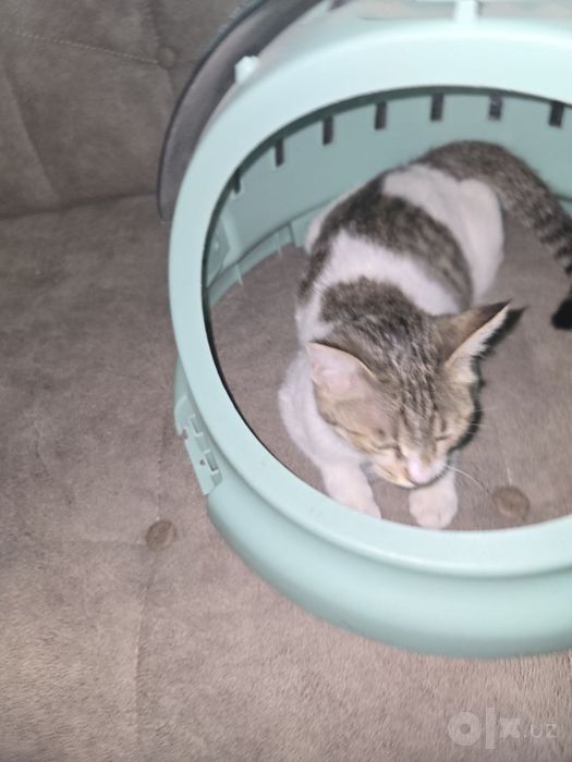 Котёнок мальчик, 4 месяца