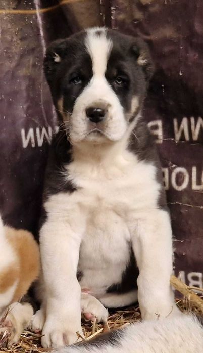 Продам мощных шенков САО (Алабай)