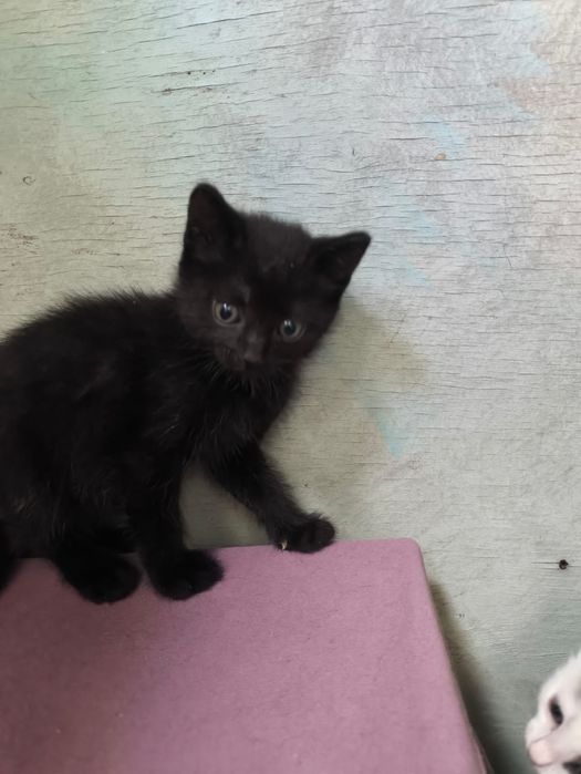 Котенок мальчик.