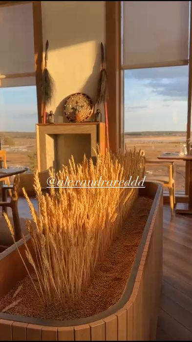 (Пучок 30 колосьев )  Сухоцвет пшеницы