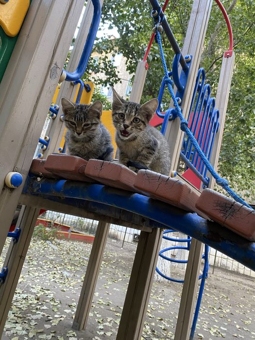 Отдам котят в добрые руки