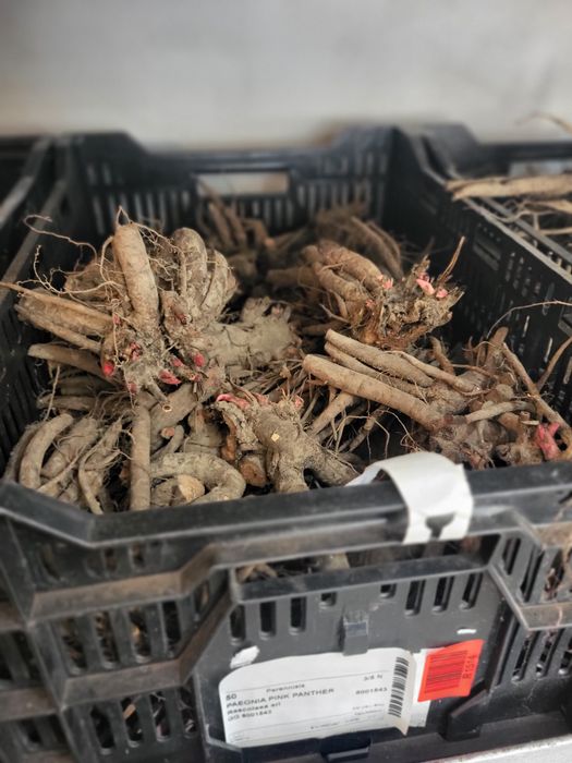 Vând bulbi de crini,lalele zambile narcise,bujori