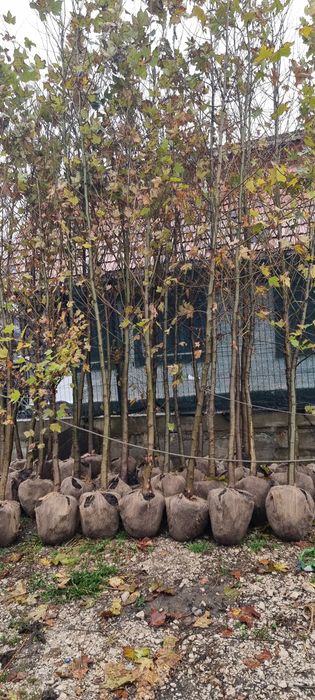 copaci ornamentali, tei argintiu, mesteacăn alb, platan englezesc